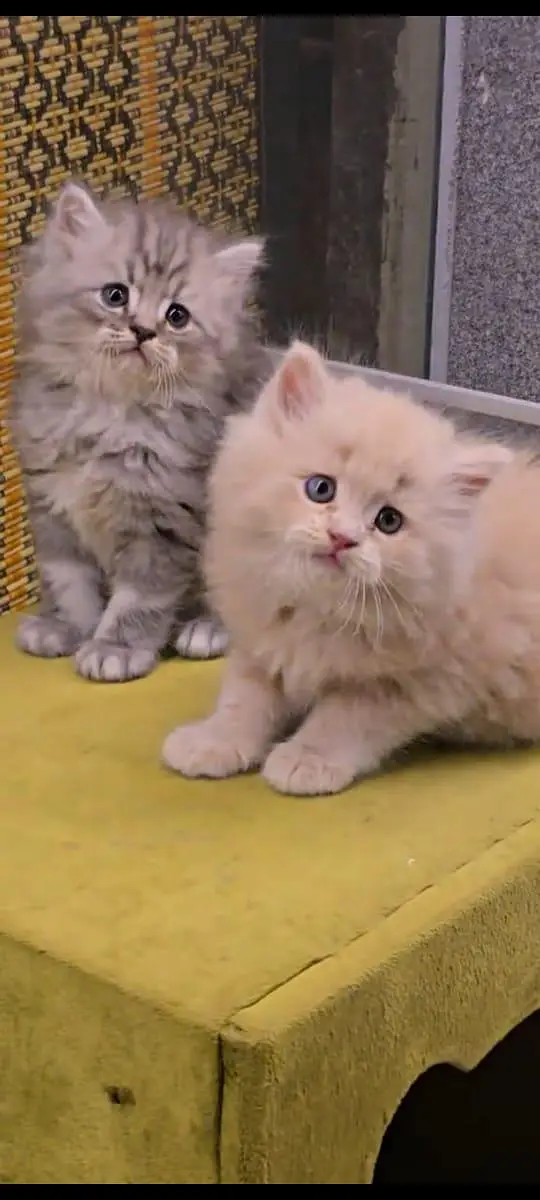 pure Persian cats vaccinated and healthy active WhatsApp/0346/4644037/ — photo 4