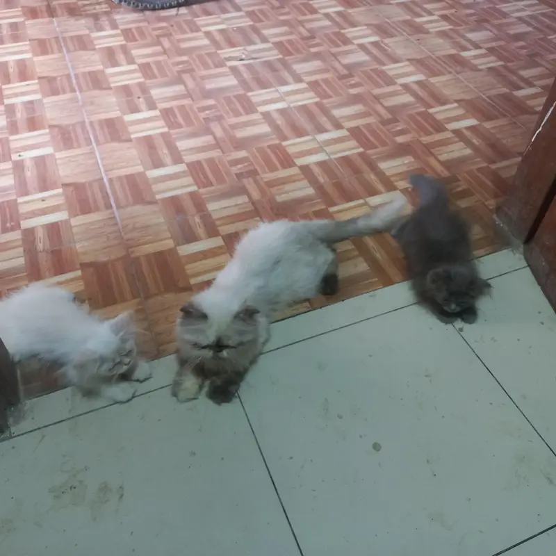 Persian kittens|| Furry Ball's||