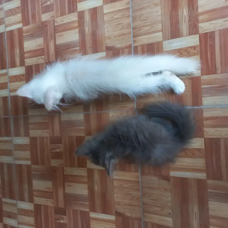 Persian kittens|| Furry Ball's|| — photo 2