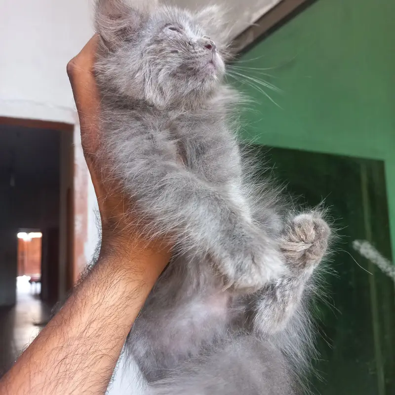 Persian kittens|| Furry Ball's|| — photo 3