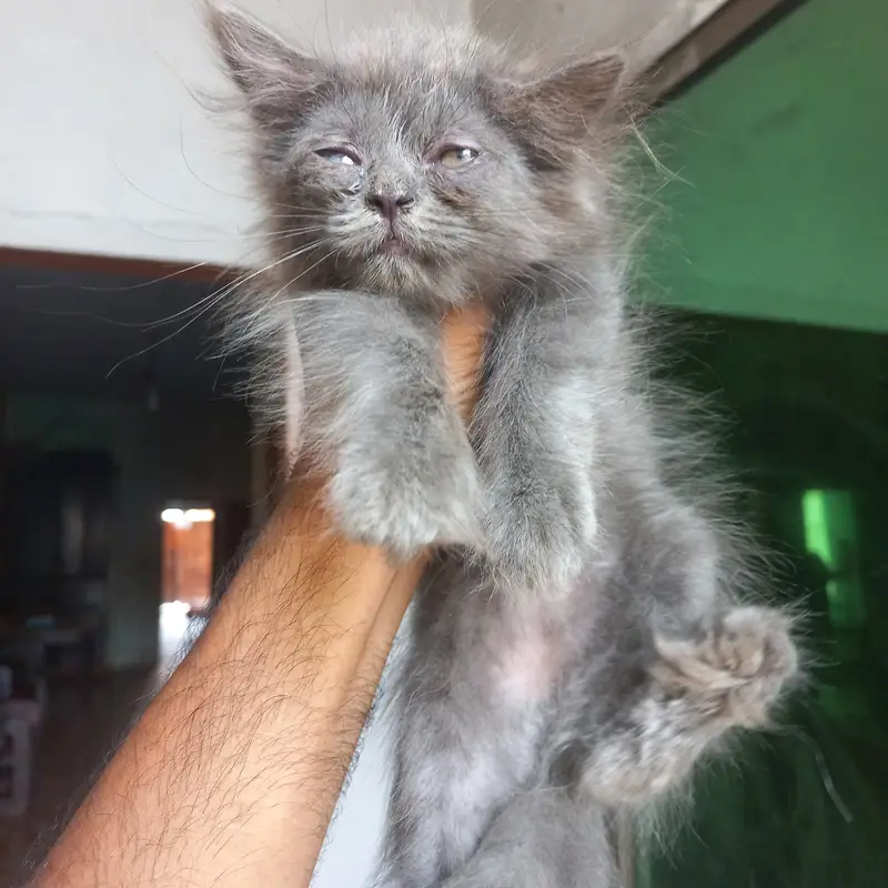 Persian kittens|| Furry Ball's|| — photo 4