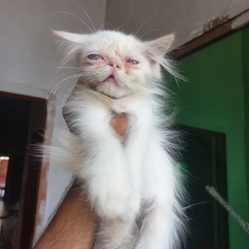 Persian kittens|| Furry Ball's|| — photo 5