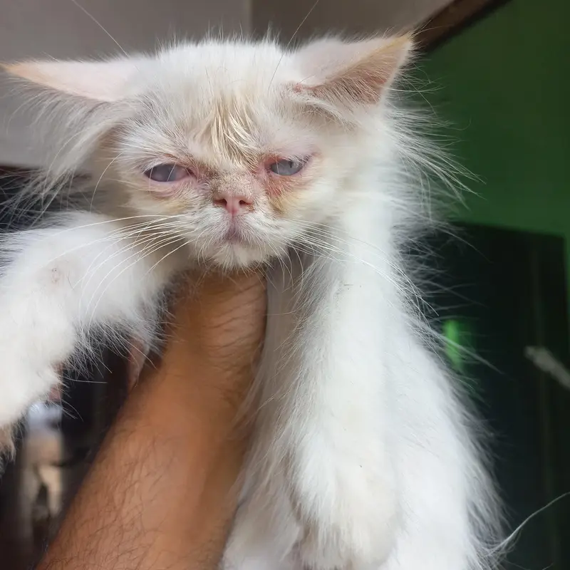 Persian kittens|| Furry Ball's|| — photo 6