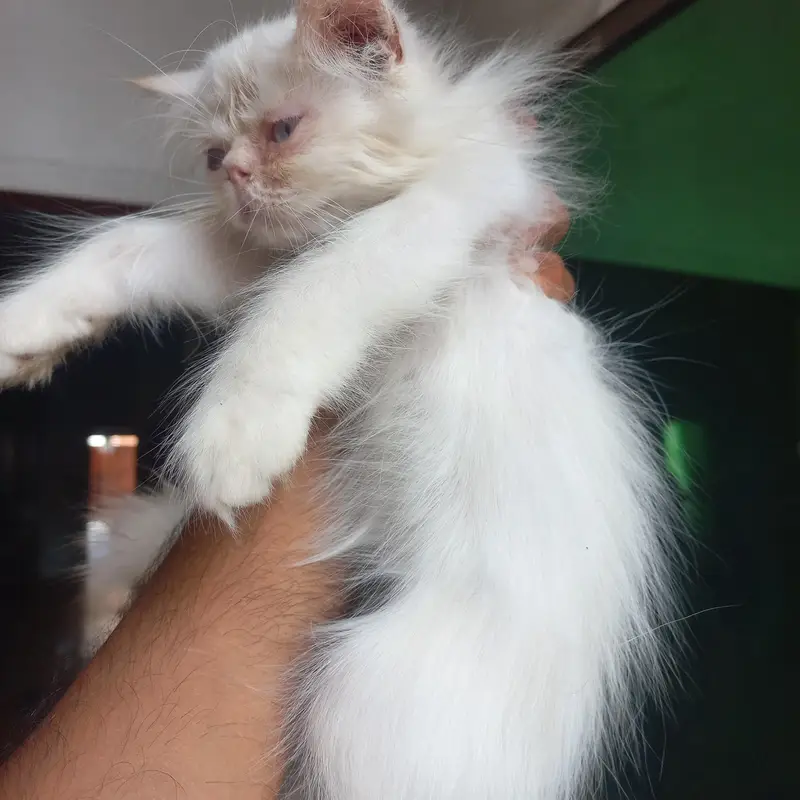 Persian kittens|| Furry Ball's|| — photo 7