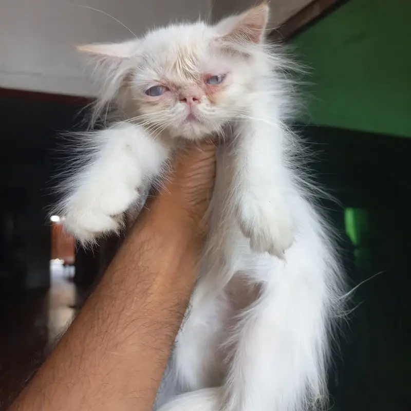 Persian kittens|| Furry Ball's|| — photo 8
