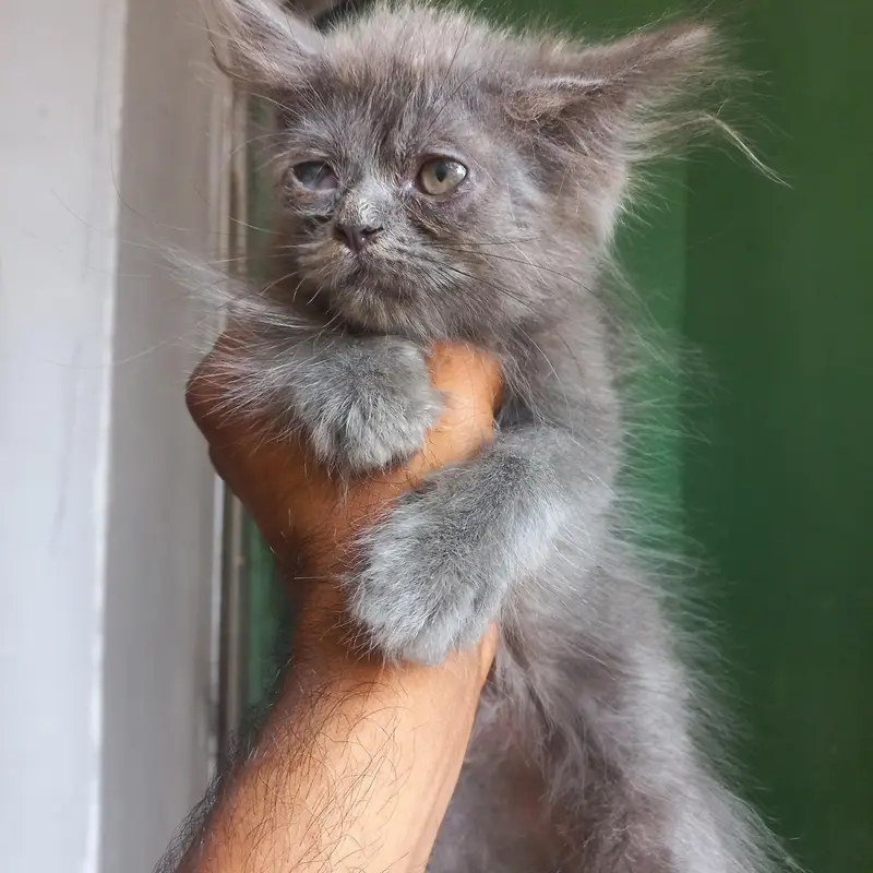 Persian kittens|| Furry Ball's|| — photo 9