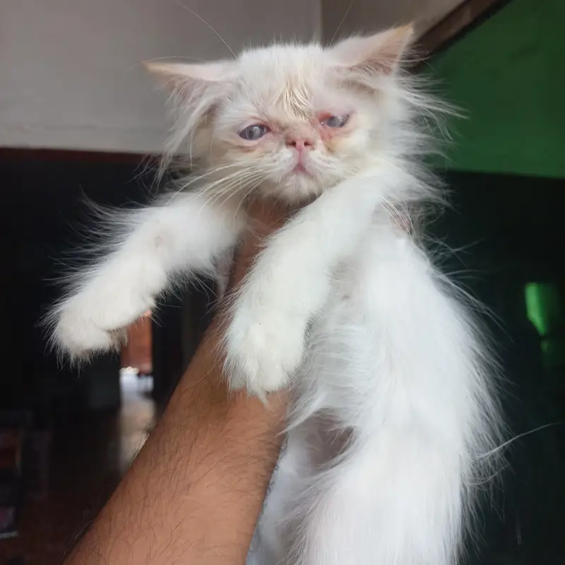 Persian kittens|| Furry Ball's|| — photo 10