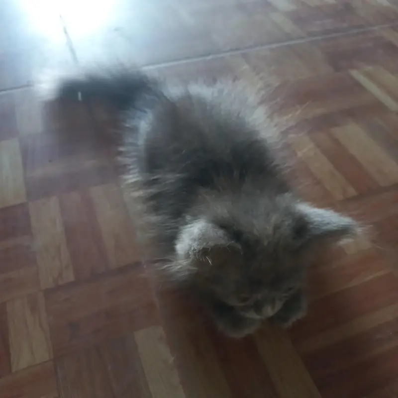 Persian kittens|| Furry Ball's|| — photo 11