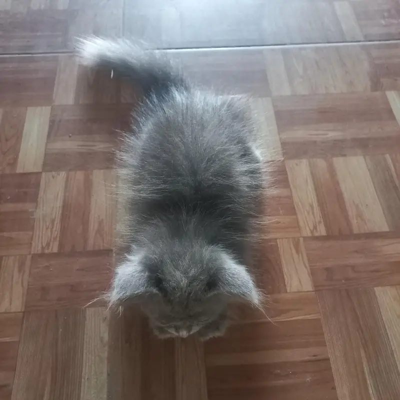 Persian kittens|| Furry Ball's|| — photo 12