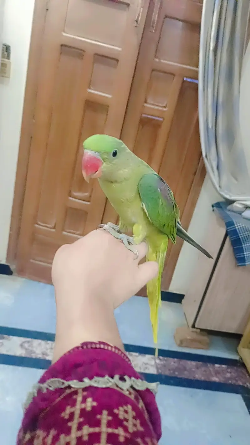 Full healthy Full hand tamed with Warranty 18000 ka aik hy! pair 35000