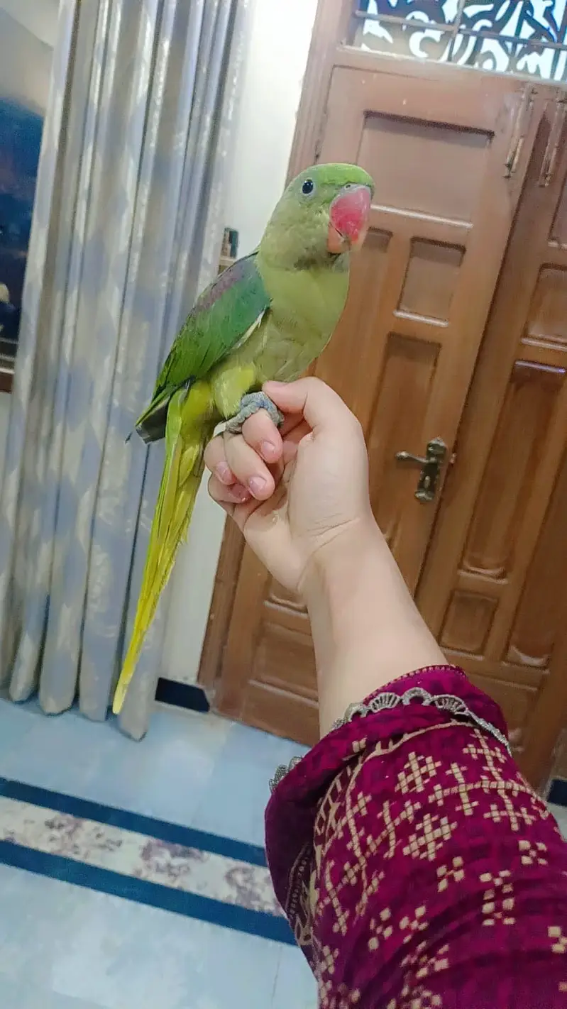 Full healthy Full hand tamed with Warranty 18000 ka aik hy! pair 35000 — photo 3