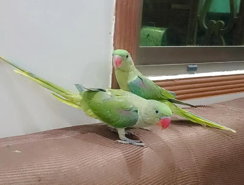 Full healthy Full hand tamed with Warranty 18000 ka aik hy! pair 35000 — photo 4