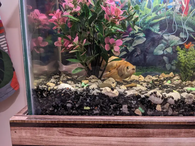 Aquarium 2x1 feet — photo 8