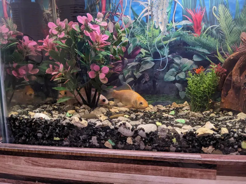 Aquarium 2x1 feet — photo 9