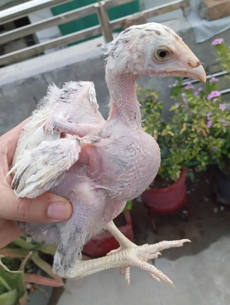 Aseel Chicks