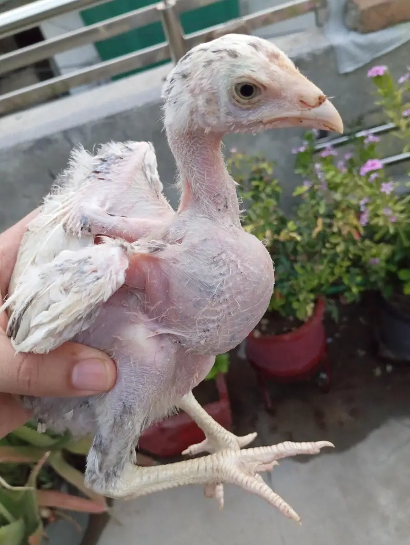 Aseel Chicks — photo 3