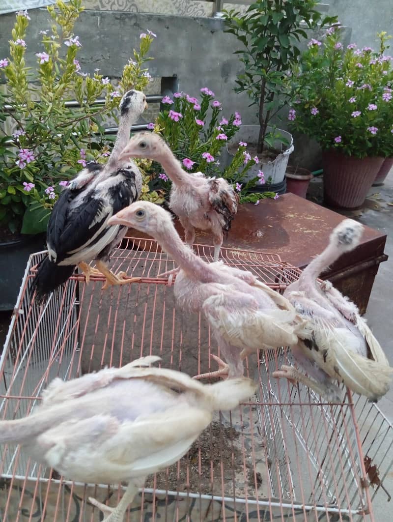 Aseel Chicks 3