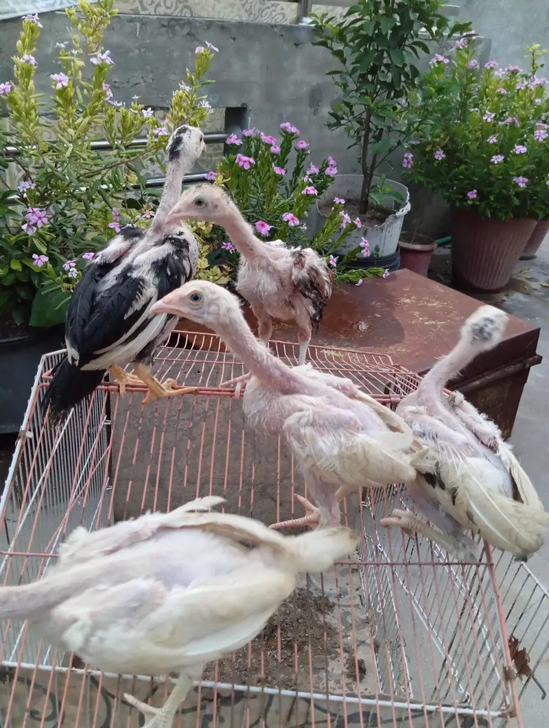 Aseel Chicks — photo 4
