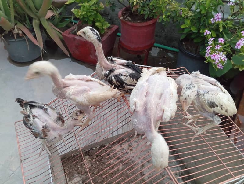Aseel Chicks 4