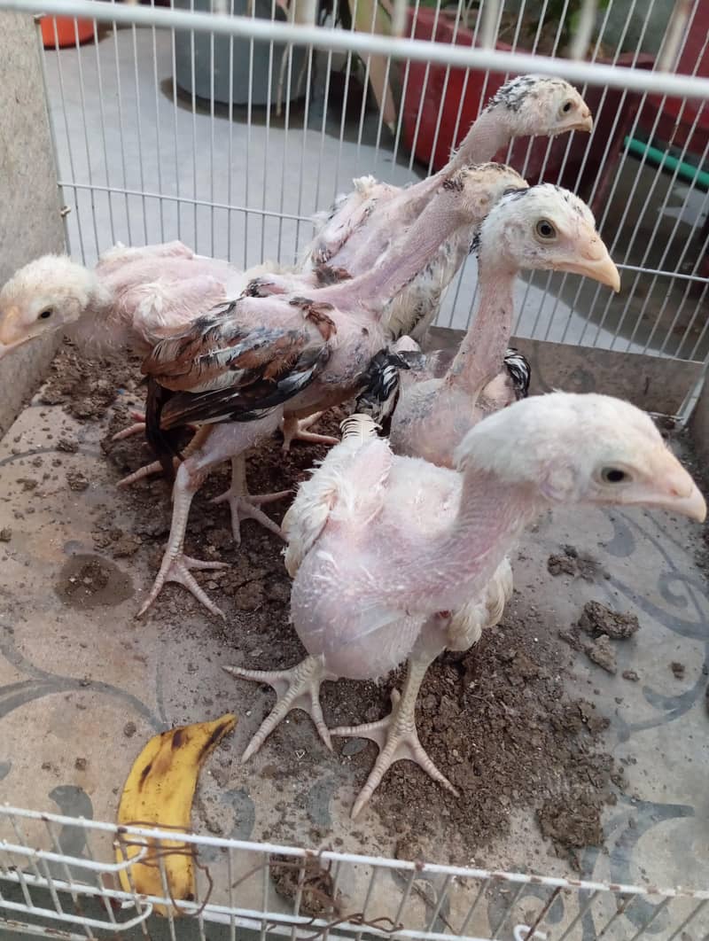 Aseel Chicks 5