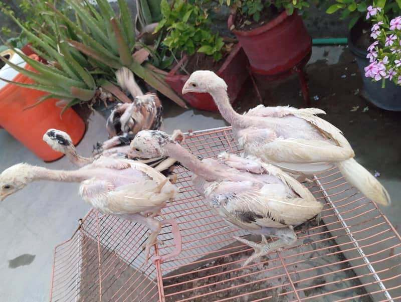 Aseel Chicks 6