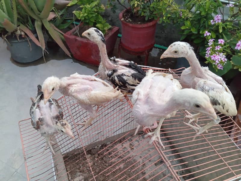 Aseel Chicks 7