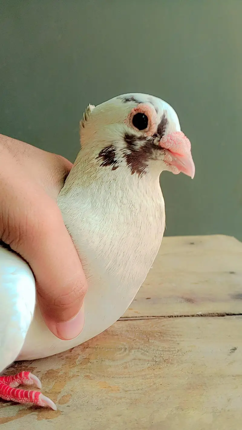 Top Quality Teddy / Lahori Shirazi Male Pigeon - 8 Months Old