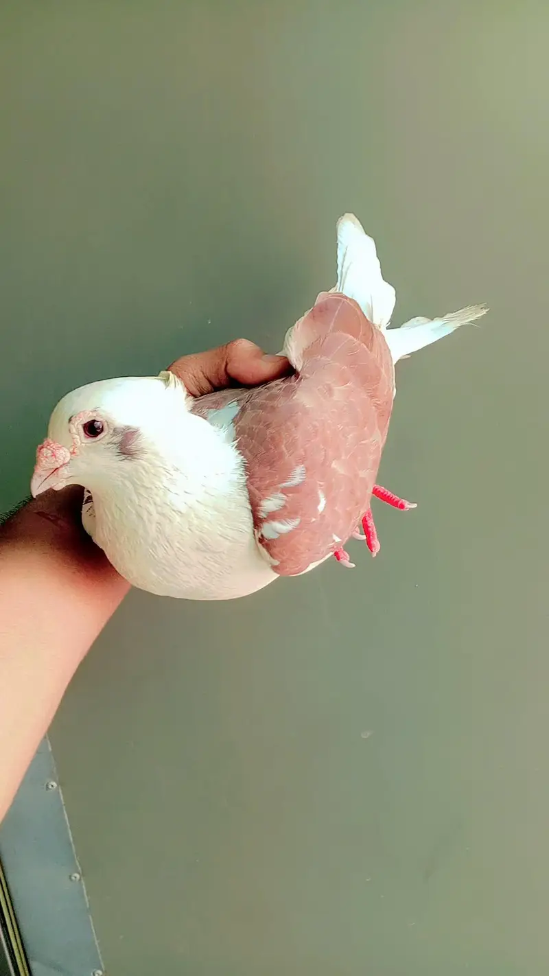 Top Quality Teddy / Lahori Shirazi Male Pigeon - 8 Months Old — photo 2