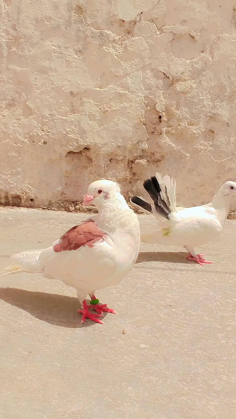 Top Quality Teddy / Lahori Shirazi Male Pigeon - 8 Months Old — photo 3