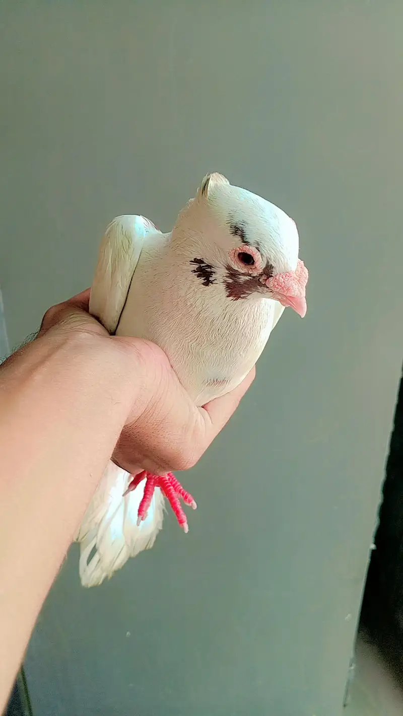 Top Quality Teddy / Lahori Shirazi Male Pigeon - 8 Months Old — photo 4