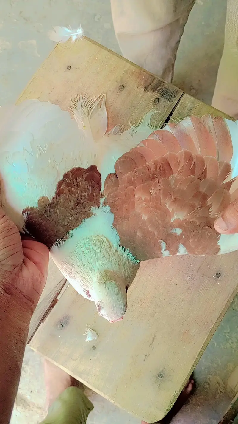 Top Quality Teddy / Lahori Shirazi Male Pigeon - 8 Months Old — photo 5