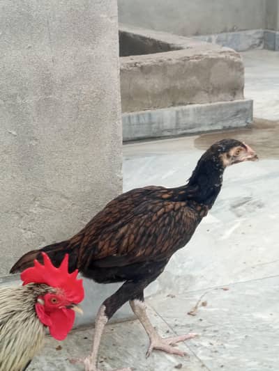 aseel chick