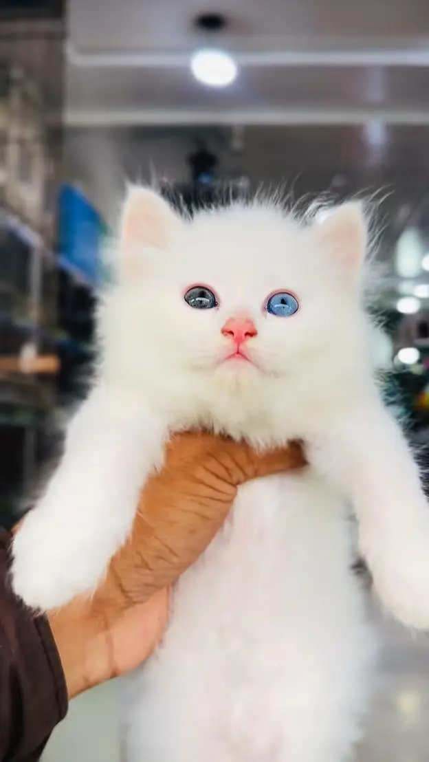 pure Persian cats vaccinated and healthy active WhatsApp/0346/4644037/ — photo 2