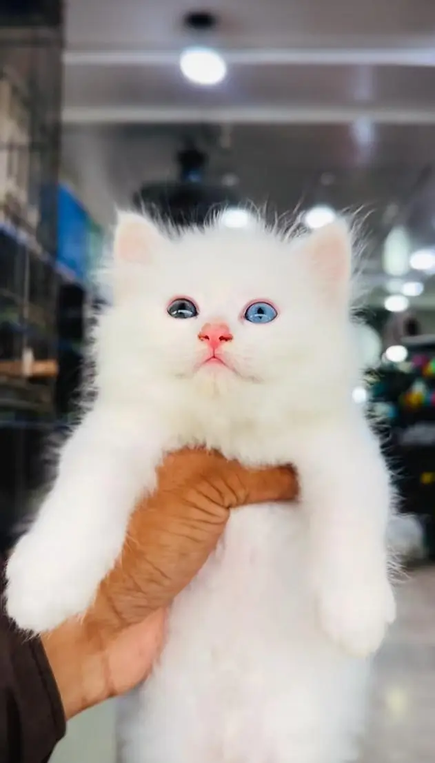 pure Persian cats vaccinated and healthy active WhatsApp/0346/4644037/ — photo 3