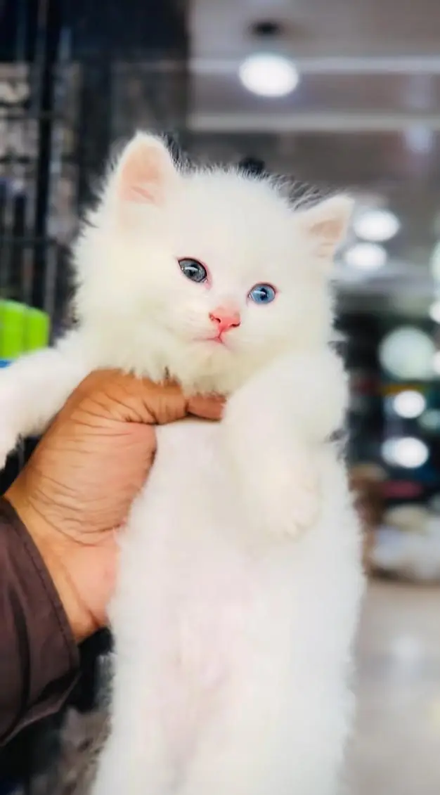 pure Persian cats vaccinated and healthy active WhatsApp/0346/4644037/ — photo 4
