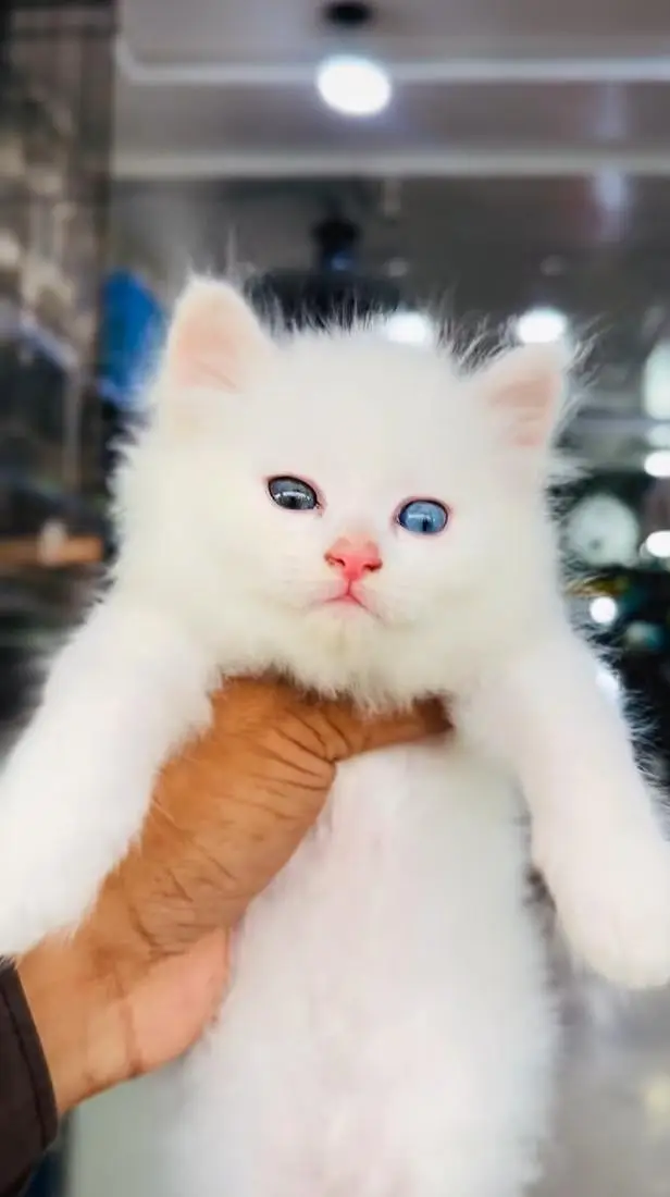 pure Persian cats vaccinated and healthy active WhatsApp/0346/4644037/ — photo 5