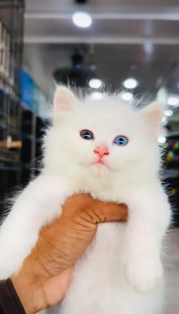 pure Persian cats vaccinated and healthy active WhatsApp/0346/4644037/ — photo 6