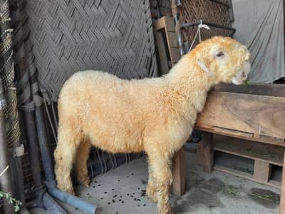 Mundra For Sale