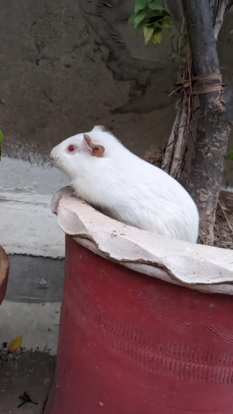 Guinea pig/ English cavies