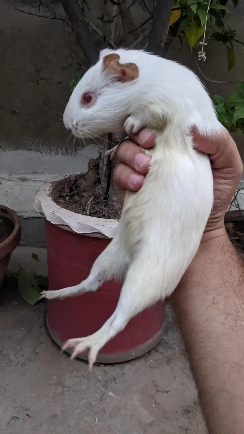 Guinea pig/ English cavies — photo 3