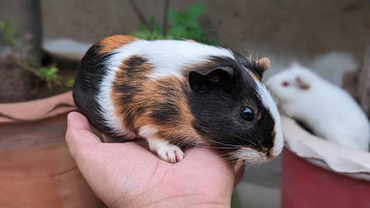 Guinea pig/ English cavies