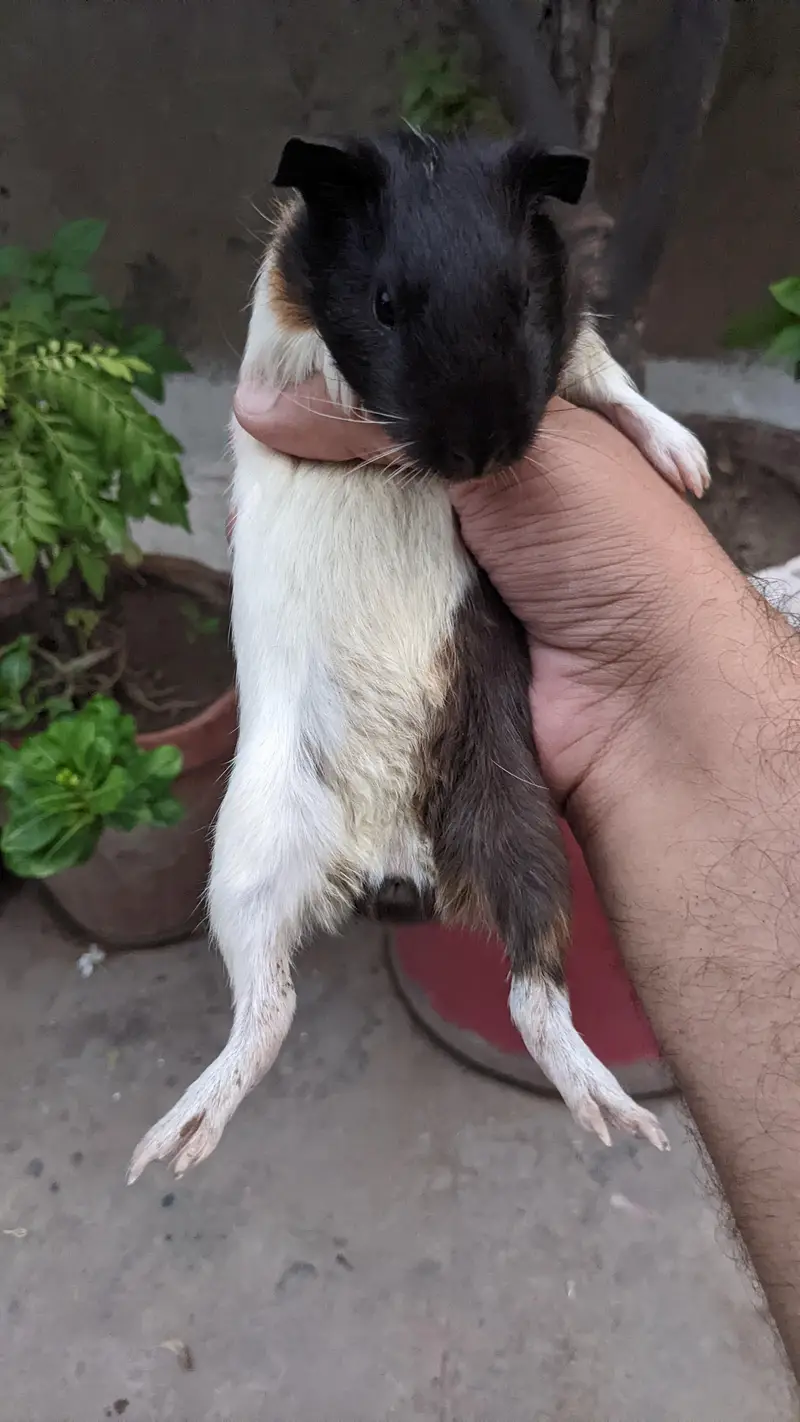 Guinea pig/ English cavies — photo 4