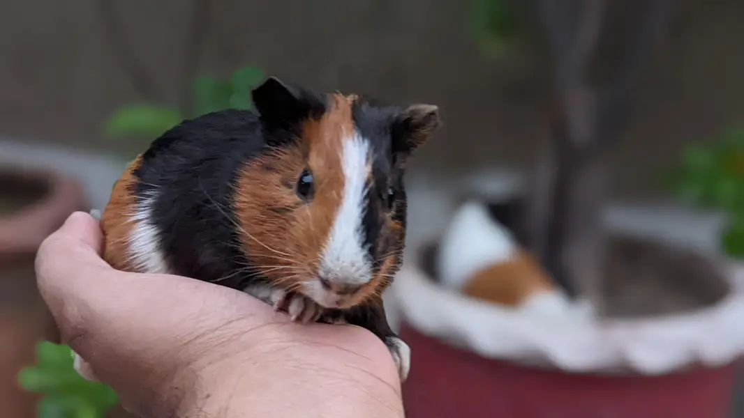 Guinea pig/ English cavies — photo 5