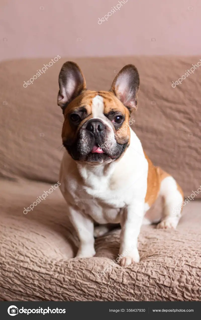 french bull dog and pug