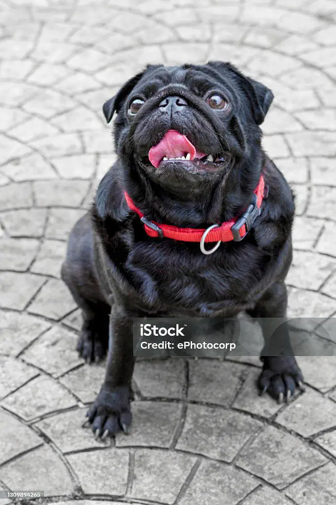 french bull dog and pug — photo 2