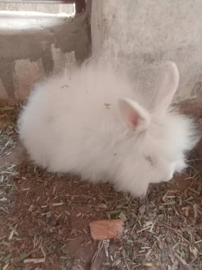 English angora lion head fancy rabbit