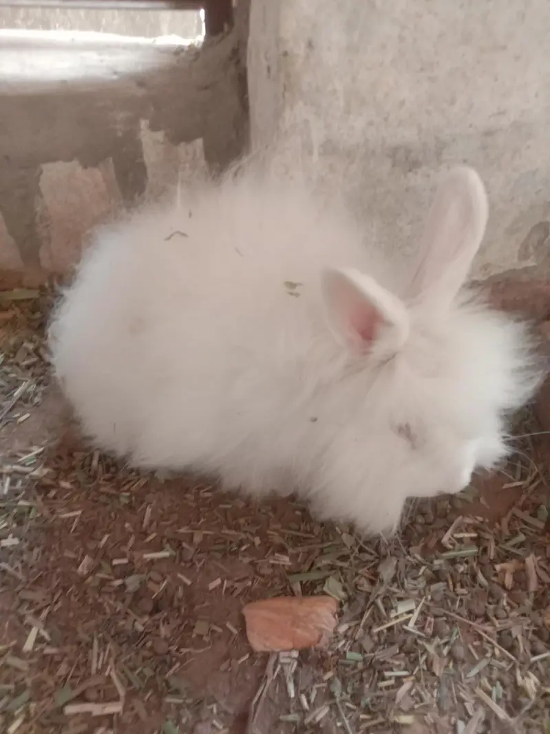 English angora lion head fancy rabbit