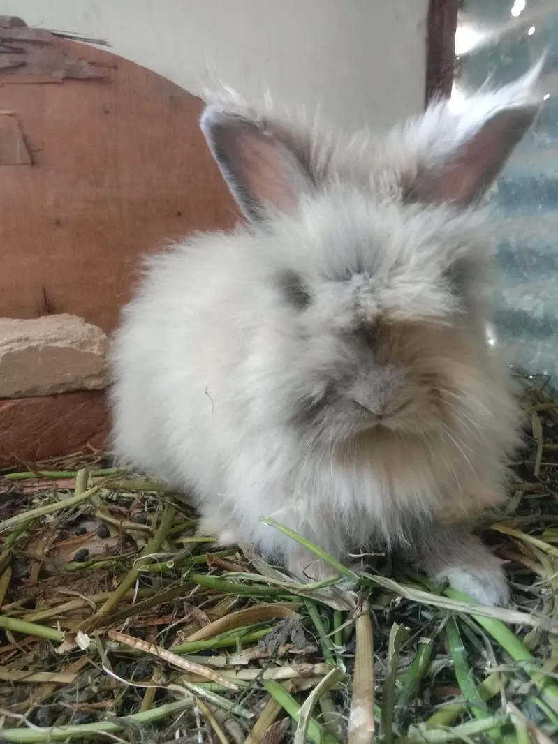 English angora lion head fancy rabbit — photo 2