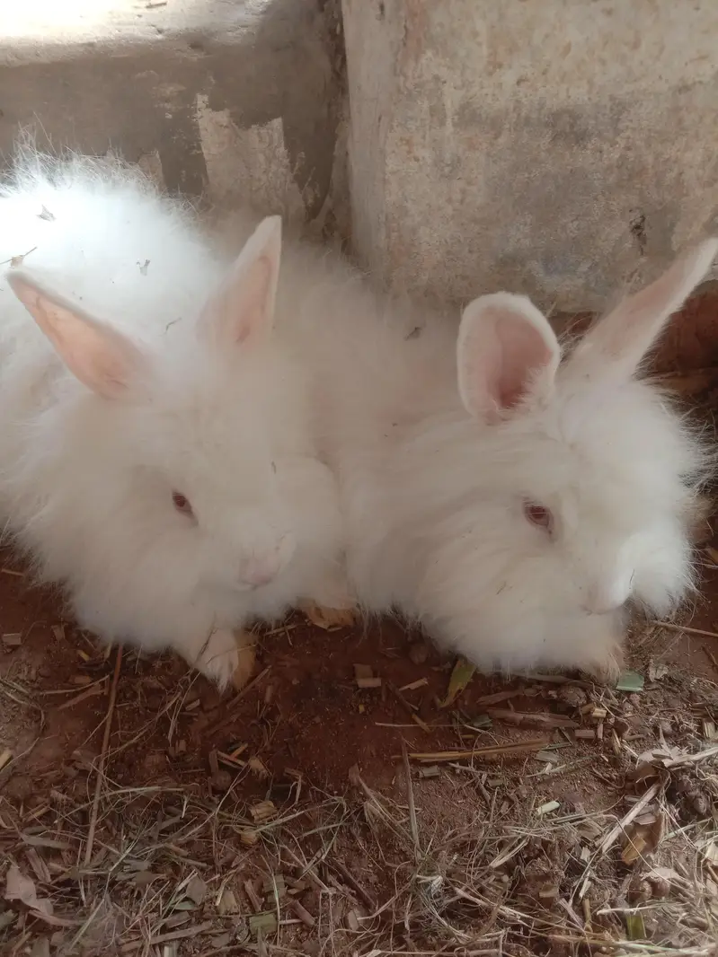 English angora lion head fancy rabbit — photo 3