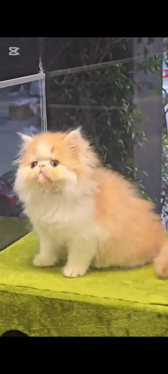 pure Persian cats vaccinated and healthy active WhatsApp/0346/4644037/ — photo 2